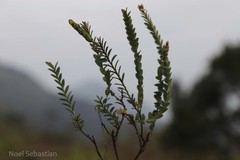 Phyllanthus gardnerianus